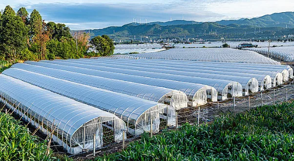 Hengxian Jasmine Fields