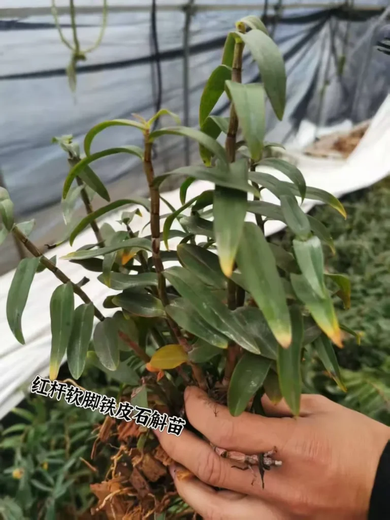 Zhejiang Medicinal Plant Base