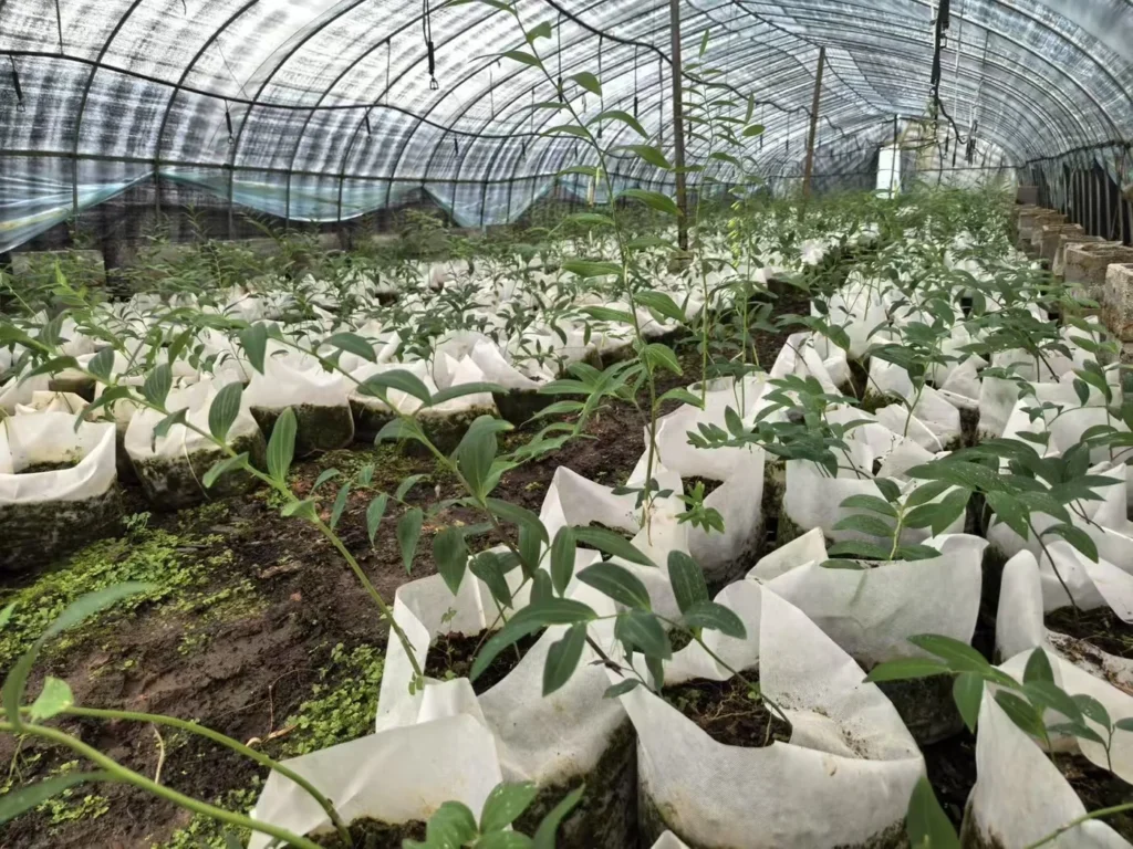 Anhui Bozhou Herb Market