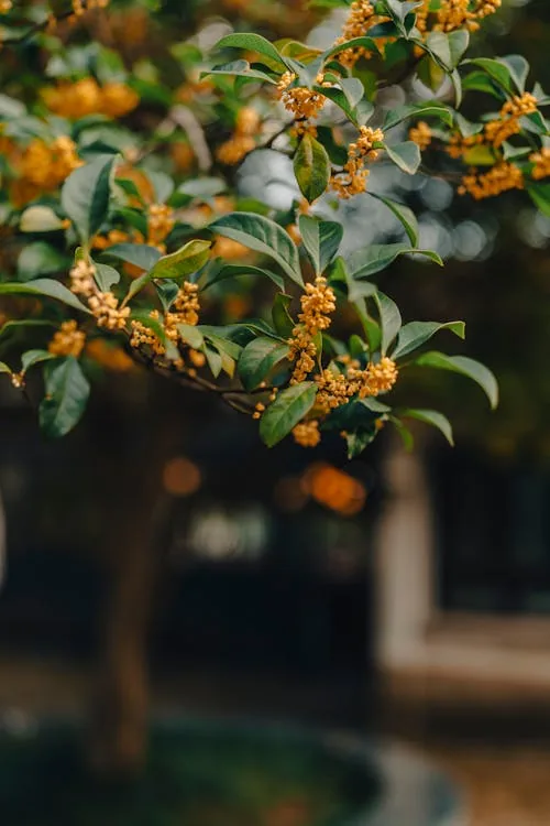 Sea Buckthorn Seed 05C