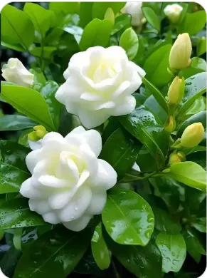 Gardenia Extract 10C